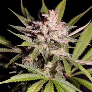 DNA Genetics - (RP) - Silver Bubble Regolare