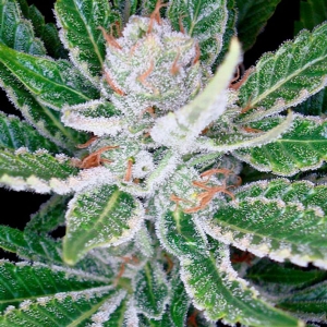 DNA Genetics - Sleestack