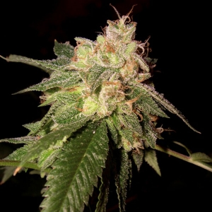 DNA Genetics - (RP) - OG Kush