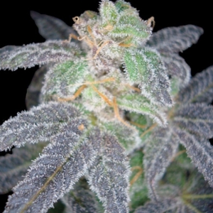 DNA Genetics - (RP) - Purple OG #18