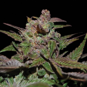 DNA Genetics - (RP) - Purple Wreck