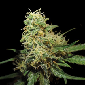 DNA Genetics - (RP) - R.K.S.