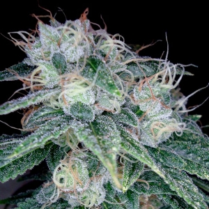 DNA Genetics - (RP) - Sour Diesel