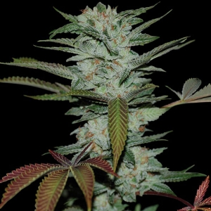 DNA Genetics - (RP) - Sour Kush