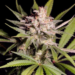 DNA Genetics - (RP) - Silver Bubble