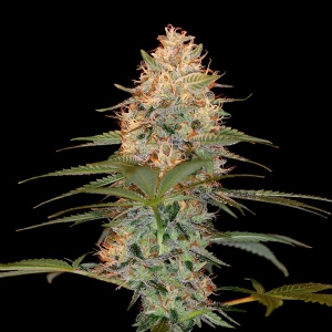 DNA Genetics - (RP) - Silver Kush