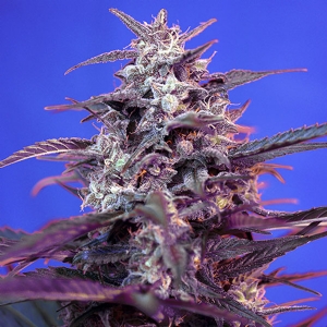 Sweet Seeds - Bloody Skunk Auto