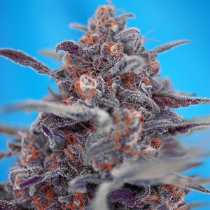 Sweet Seeds - Devil Cream Auto