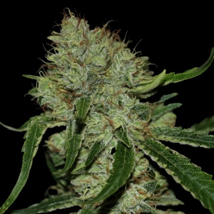 DNA Genetics - Tangilope