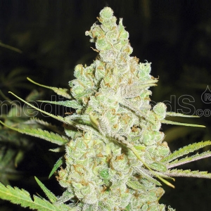 Medical Seeds - 1024