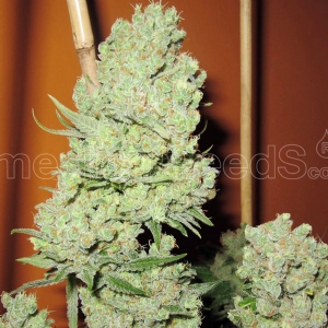 Medical Seeds - Channel +