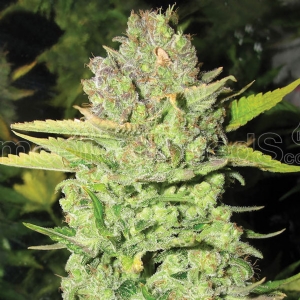 Medical Seeds - Devil Fruit