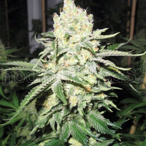 Medical Seeds - No Name