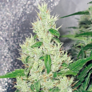 Medical Seeds - Y Griega