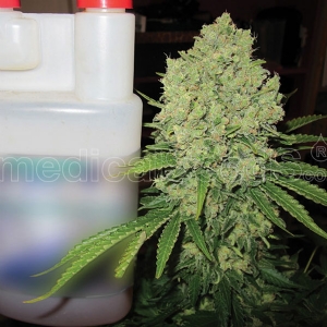 Medical Seeds - Prozack