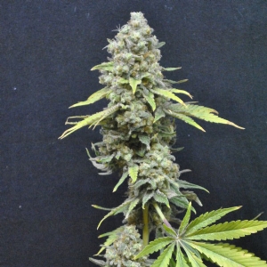 CBD Crew - CBD Critical Mass