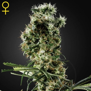 Green House - Arjan s Haze #2