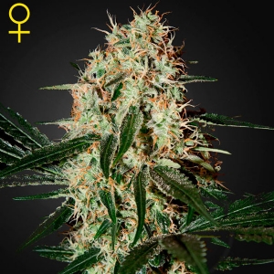 Green House - Arjan s Haze #3