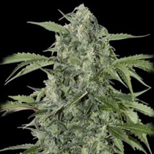 Grass o Matic - Maxi Haze Auto