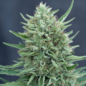 Grass o Matic - MED Gom 1.0 CBD Auto