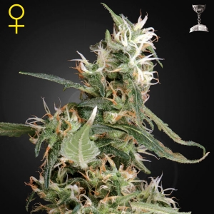 Green House - Arjan s Ultra Haze #1