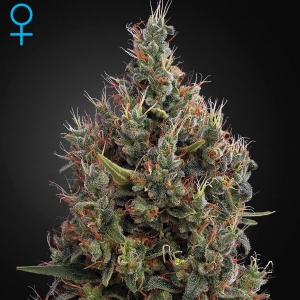 Green House - Big Bang Auto