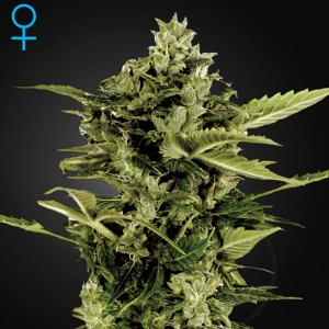 Green House - Bomb Auto