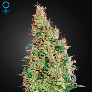 Green House -  Green_O_Matic  Auto