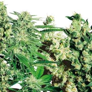 Sensi Seeds - Mix di Semi scelti per voi