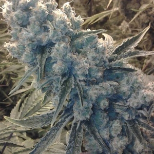 CBD Crew - CBD Shark Shock