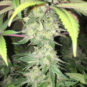 CBD Crew - CBD Yummy