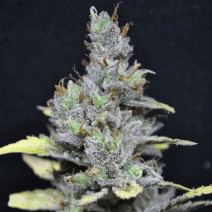 CBD Crew - CBD Medi Haze