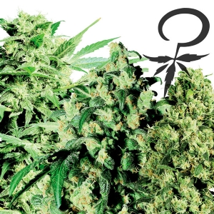 White Label - Mix di semi Indica/Sativa