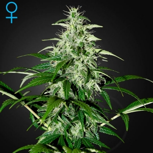 Green House - Kalashnikova Auto