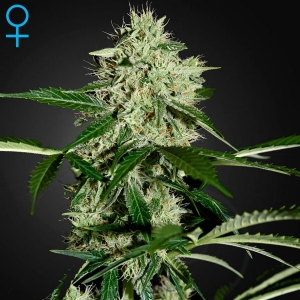 Green House - Northern Lights Auto