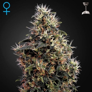 Green House - Sweet Mango Auto