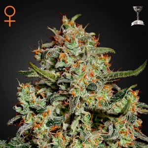 Green House - Big Bang