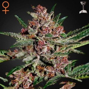 Green House - Bubba Kush