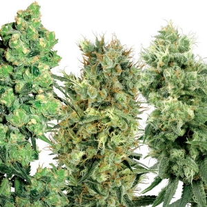 White Label - Mix di semi regolari