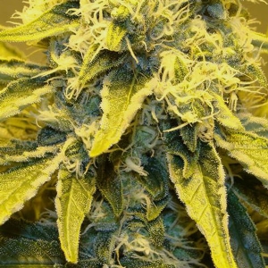 CBD Crew - CBD Sweet and Sour Widow Regolare