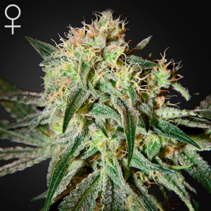 Green House - Damn Sour