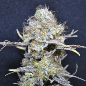 CBD Crew - CBD Nordle