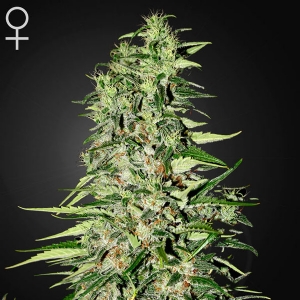 Green House - Diamond Girl