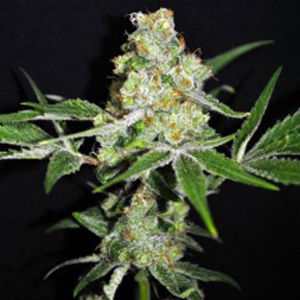 CBD Crew - Outdoor Mix