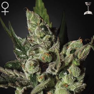 Green House - Exodus Cheese