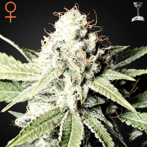 Green House - Great White Shark