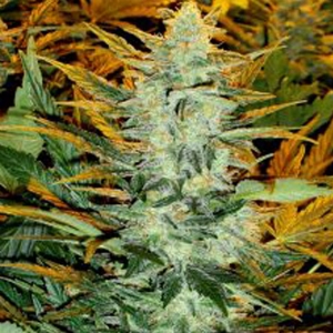 Joint Doctor - Chronic Ryder Auto