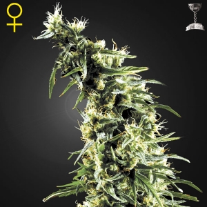 Green House - Hawaiian Snow