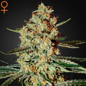 Green House - Himalaya Gold