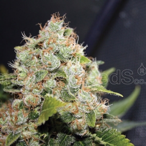 Medical Seeds - Sour Diesel
